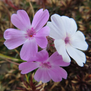 シバザクラの芝のように広がる春の花じゅうたんを撮影した花写真
