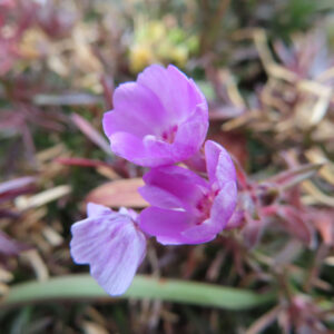シバザクラの芝のように広がる春の花じゅうたんを撮影した花写真