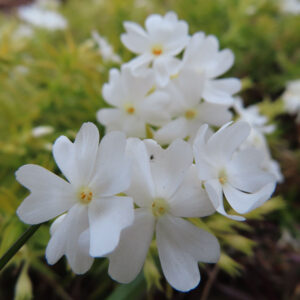 シバザクラの芝のように広がる春の花じゅうたんを撮影した花写真
