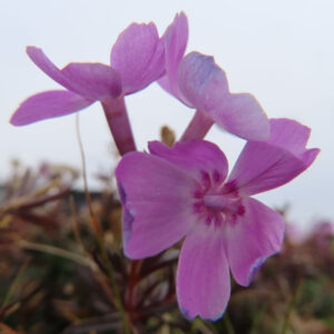 シバザクラの芝のように広がる春の花じゅうたんを撮影した花写真
