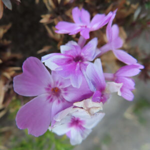 シバザクラの芝のように広がる春の花じゅうたんを撮影した花写真