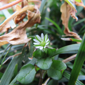 ハコベの春の七草はこべらと星形の白花を撮影した花写真