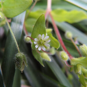 ハコベの春の七草はこべらと星形の白花を撮影した花写真