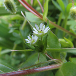 ハコベの春の七草はこべらと星形の白花を撮影した花写真