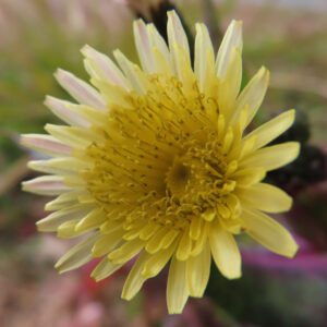 ノゲシのタンポポ似の黄花を撮影した花写真