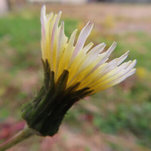 ノゲシのタンポポ似の黄花を撮影した花写真