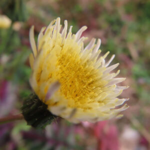 ノゲシのタンポポ似の黄花を撮影した花写真