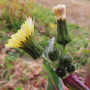 ノゲシのタンポポ似の黄花を撮影した花写真