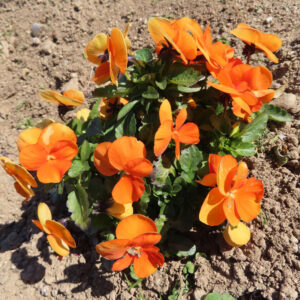 ビオラ・パンジーのもの思いの花を撮影した花写真