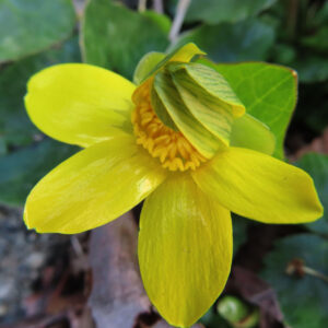 ヒメリュウキンカの黄金色の春花を撮るポイントを撮影した花写真
