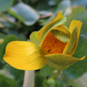 ヒメリュウキンカの黄金色の春花を撮るポイントを撮影した花写真