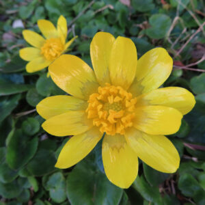 ヒメリュウキンカの黄金色の春花を撮るポイントを撮影した花写真