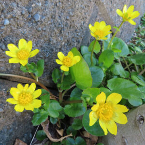 ヒメリュウキンカの黄金色の春花を撮るポイントを撮影した花写真
