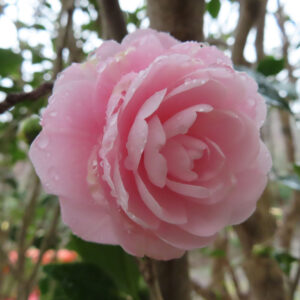 雨上がりにしずくをまとった淡いピンクのツバキの花をアップで撮影した写真