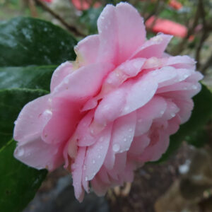 雨上がりの庭で、淡いピンクのツバキが水滴をまとって咲く様子をアップで撮影した写真