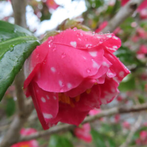 白い斑点模様が入った赤いツバキの花を横向きから捉えた写真。花弁に雨粒が残り鮮やかに映える