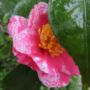 赤と白の絞り模様のツバキが雨粒をまとい、黄色い雄しべを見せながら葉の陰で咲くクローズアップ写真