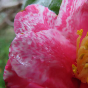 赤と白の絞り模様のツバキの花びらを極端に寄って撮影したクローズアップ写真（雨粒と黄色い雄しべが見える）