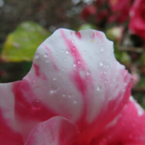 白地にピンクの絞り模様が入ったツバキの花びらを雨粒ごと大きく写したクローズアップ写真