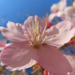 青空を背景に咲くカワズザクラのアップ写真。淡いピンクの花弁と長い雄しべが美しく映える春の桜の花