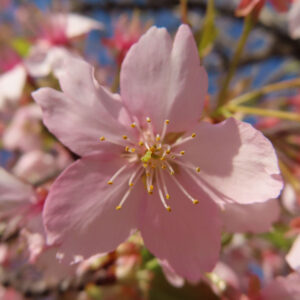 青空を背景に咲くカワズザクラの接写写真。淡いピンク色の花弁と黄色い雄しべが春の光に映える桜の花