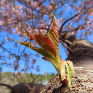 青空とカワズザクラを背景に、桜の幹から芽吹いた新芽を接写した写真。赤みと緑が混じる柔らかな若葉が春の成長を感じさせる