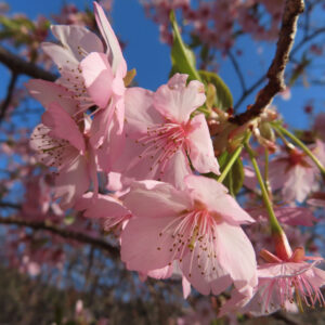 青空を背景に咲き誇るカワズザクラの花房を接写した写真。淡いピンク色の花弁と長い雄しべが春の光に透けるように輝く
