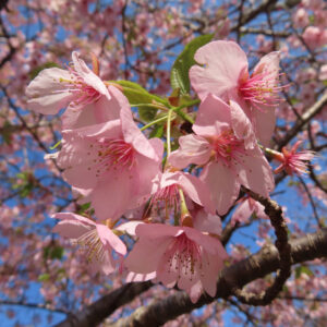青空を背景に咲くカワズザクラの花房を接写した写真。淡いピンク色の花弁と濃いピンクの雄しべが春光に透けるように輝く桜の花