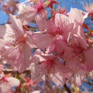 青空を背景に咲くカワズザクラの花房を接写した写真。淡いピンク色の花弁と濃いピンクの雄しべが春光に照らされて輝く桜の花