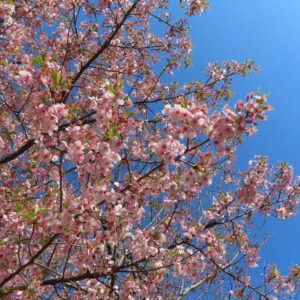 満開のカワズザクラが青空いっぱいに広がる風景写真。淡いピンク色の花が枝を覆い、春の澄んだ空に映える