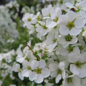 ユキヤナギの雪のような白い小花を撮影した花写真
