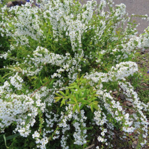 ユキヤナギの雪のような白い小花を撮影した花写真