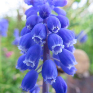 ムスカリの青紫の房花を撮影した花写真