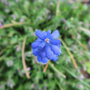 ムスカリの青紫の房花を撮影した花写真