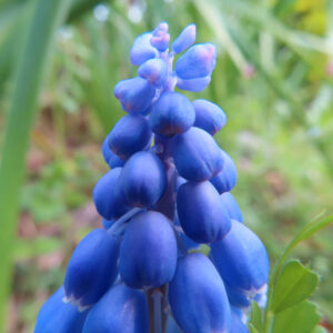ムスカリの青紫の房花を撮影した花写真