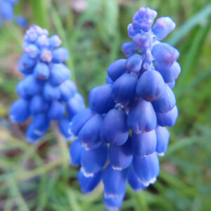 ムスカリの青紫の房花を撮影した花写真