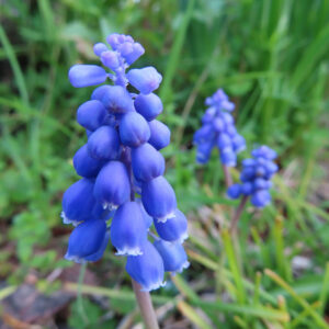 ムスカリの青紫の房花を撮影した花写真