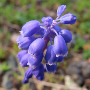 ムスカリの青紫の房花を撮影した花写真
