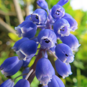 ムスカリの青紫の房花を撮影した花写真