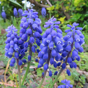 ムスカリの青紫の房花を撮影した花写真