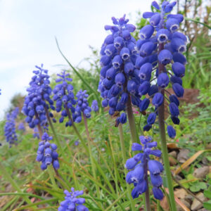 ムスカリの青紫の房花を撮影した花写真