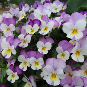 ビオラ・パンジーのもの思いの花を撮影した花写真