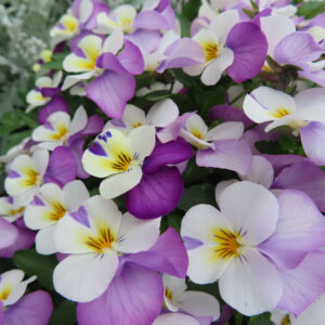 ビオラ・パンジーのもの思いの花を撮影した花写真