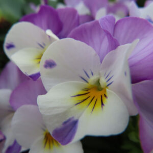 ビオラ・パンジーのもの思いの花を撮影した花写真