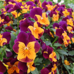 ビオラ・パンジーのもの思いの花を撮影した花写真