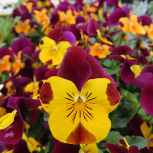 ビオラ・パンジーのもの思いの花を撮影した花写真