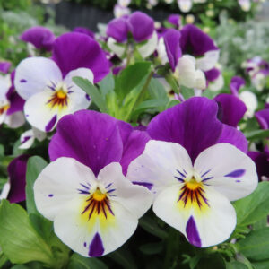 ビオラ・パンジーのもの思いの花を撮影した花写真