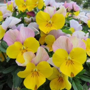 ビオラ・パンジーのもの思いの花を撮影した花写真