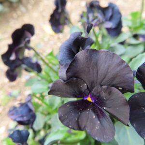 ビオラ・パンジーのもの思いの花を撮影した花写真