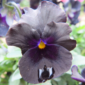 ビオラ・パンジーのもの思いの花を撮影した花写真